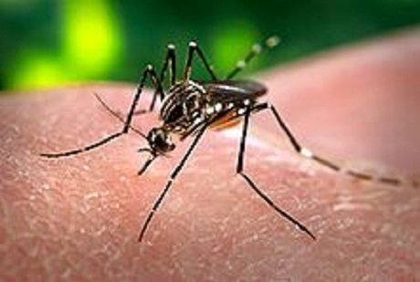220px-Aedes_aegypti_CDC-Gathany.jpg