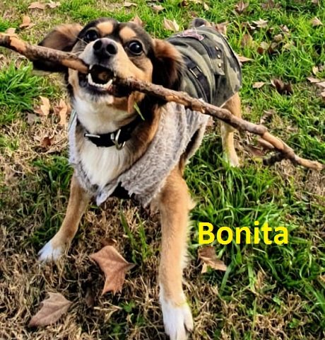 Bonitaperri.jpg