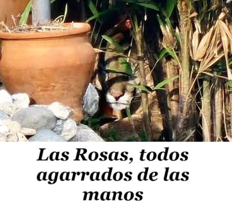 Captura de pantalla 2025-07-29 090211.jpg