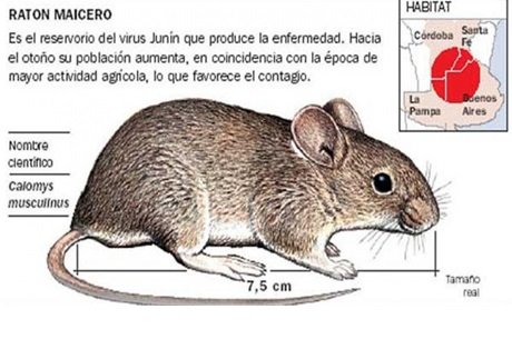 Fiebre hemórrágica argentina.jpg
