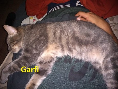 Garfi.jpg