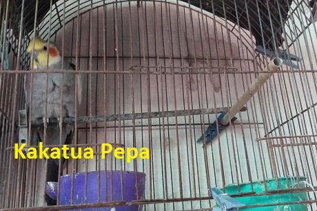 Kakatura Pepa.jpg