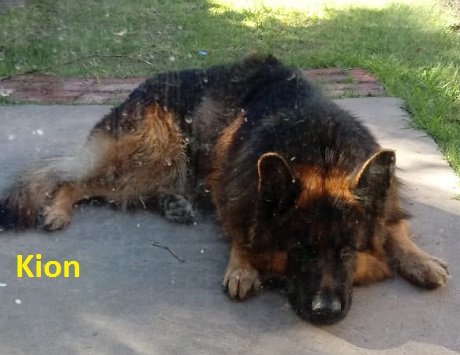 Kion.jpg