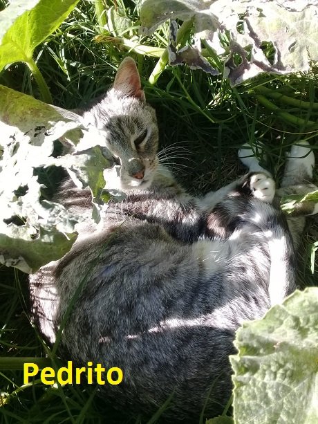 Pedrito.jpg