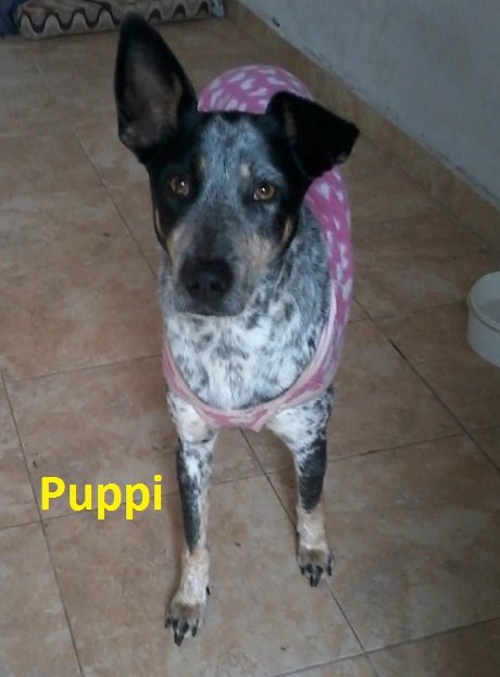 Perrpuppi.jpg