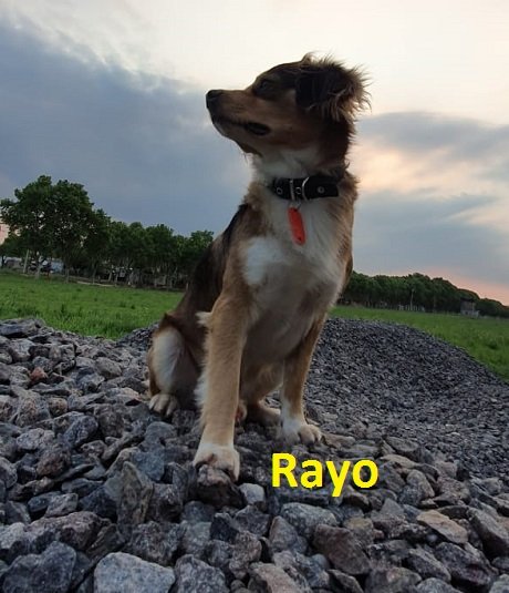 Rayo perr.jpg