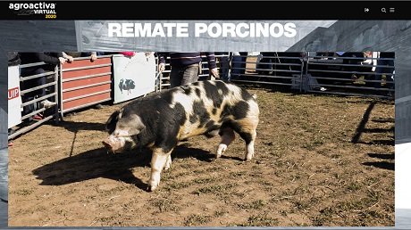 Remate-porcino.jpg