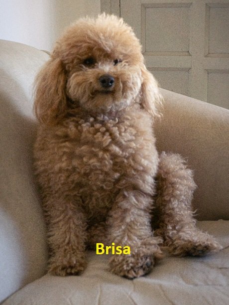 brisa.jpg