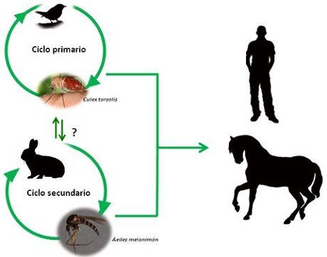 ciclo-eeo-480.jpg