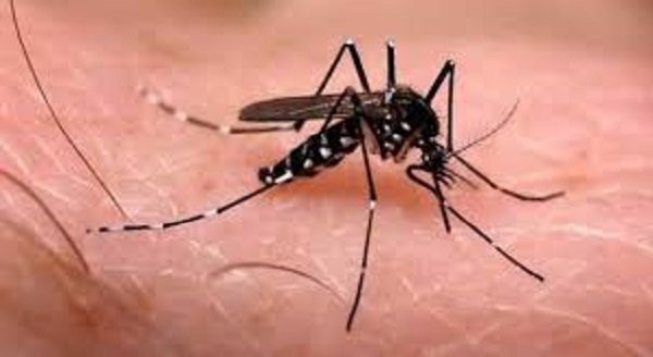dengue.jpg