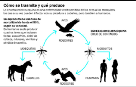 encefalomielitis.png
