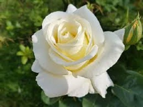 florblanca.jpg