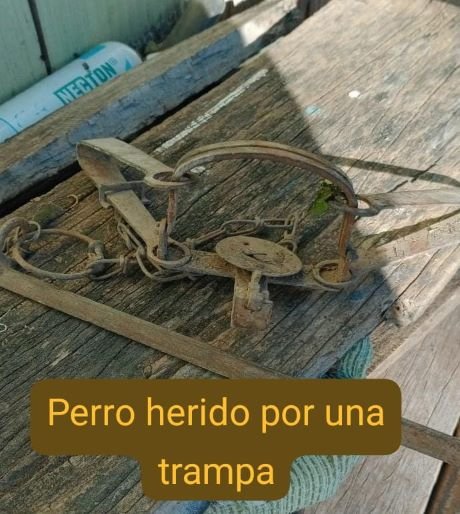 fotoperro.jpg