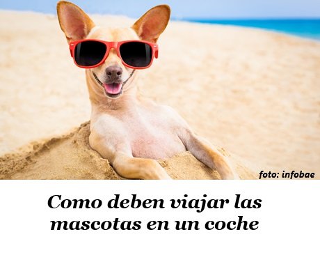 mascotaplaya.jpg