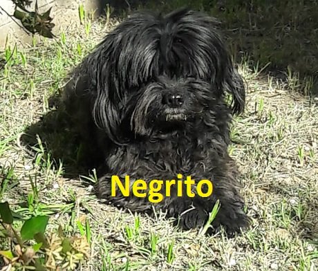 negritoperr.jpg