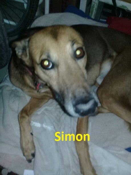 perrsimon.jpg