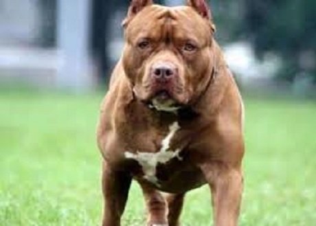 pitbull.jpg