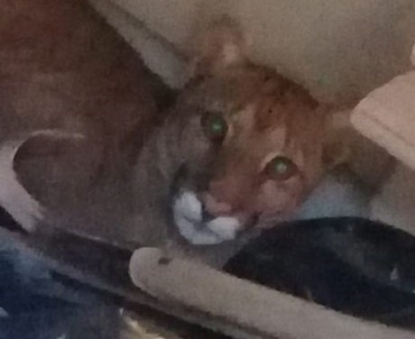 puma_atrapado.jpg_1756841869.jpg