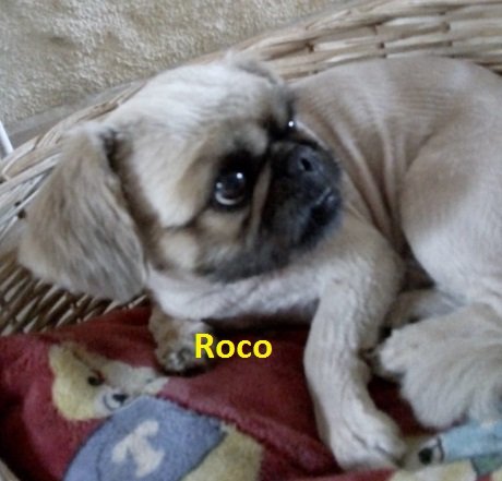 roco.jpg